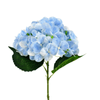 hortencia_azul_claro_bela_flor_4