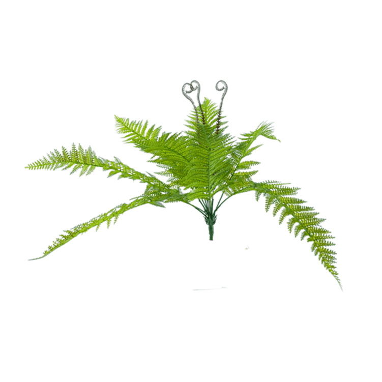 buque-samambaia buque-samambaia