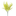 buque_barba_de_velho_amarelo_bela_flor