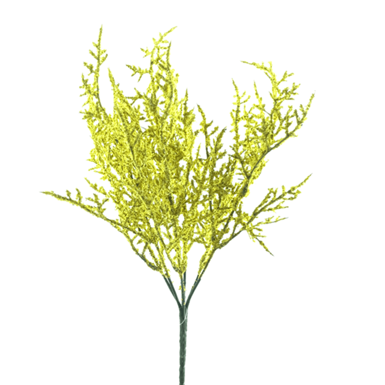 buque_barba_de_velho_amarelo_bela_flor