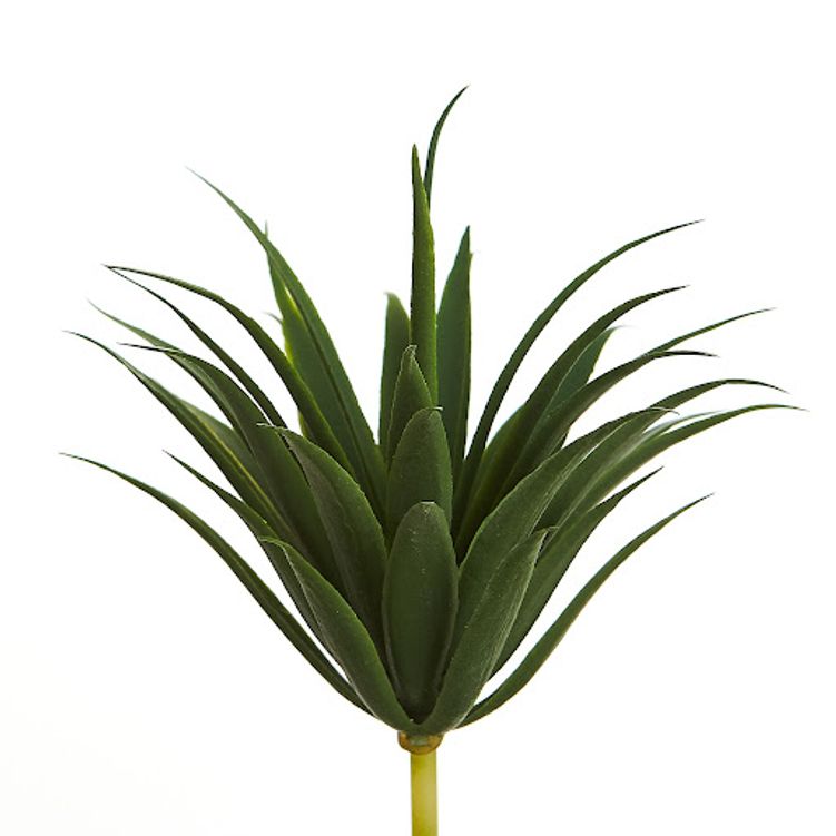 suculenta_bela_flor_36666 suculenta_bela_flor_36666