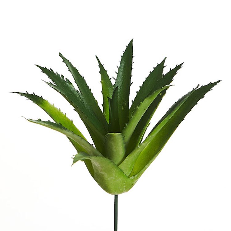 suculenta_bela_flor_36665 suculenta_bela_flor_36665