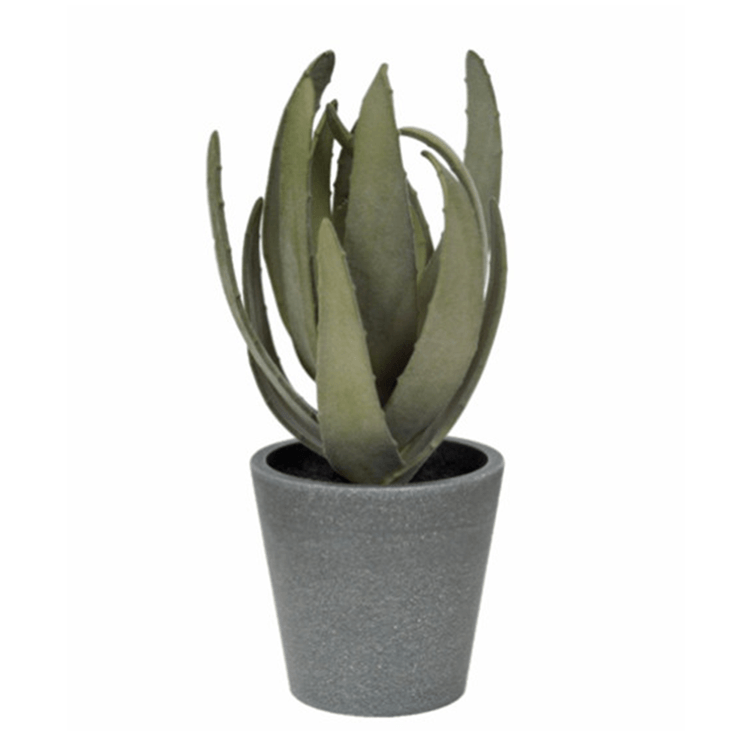 arranjo_suculenta_verde_grillo_46038_1.png arranjo_suculenta_verde_grillo_46038_1.png