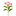haste_amarilis_spray_rosa_e_branco_grillo_46088_1.png